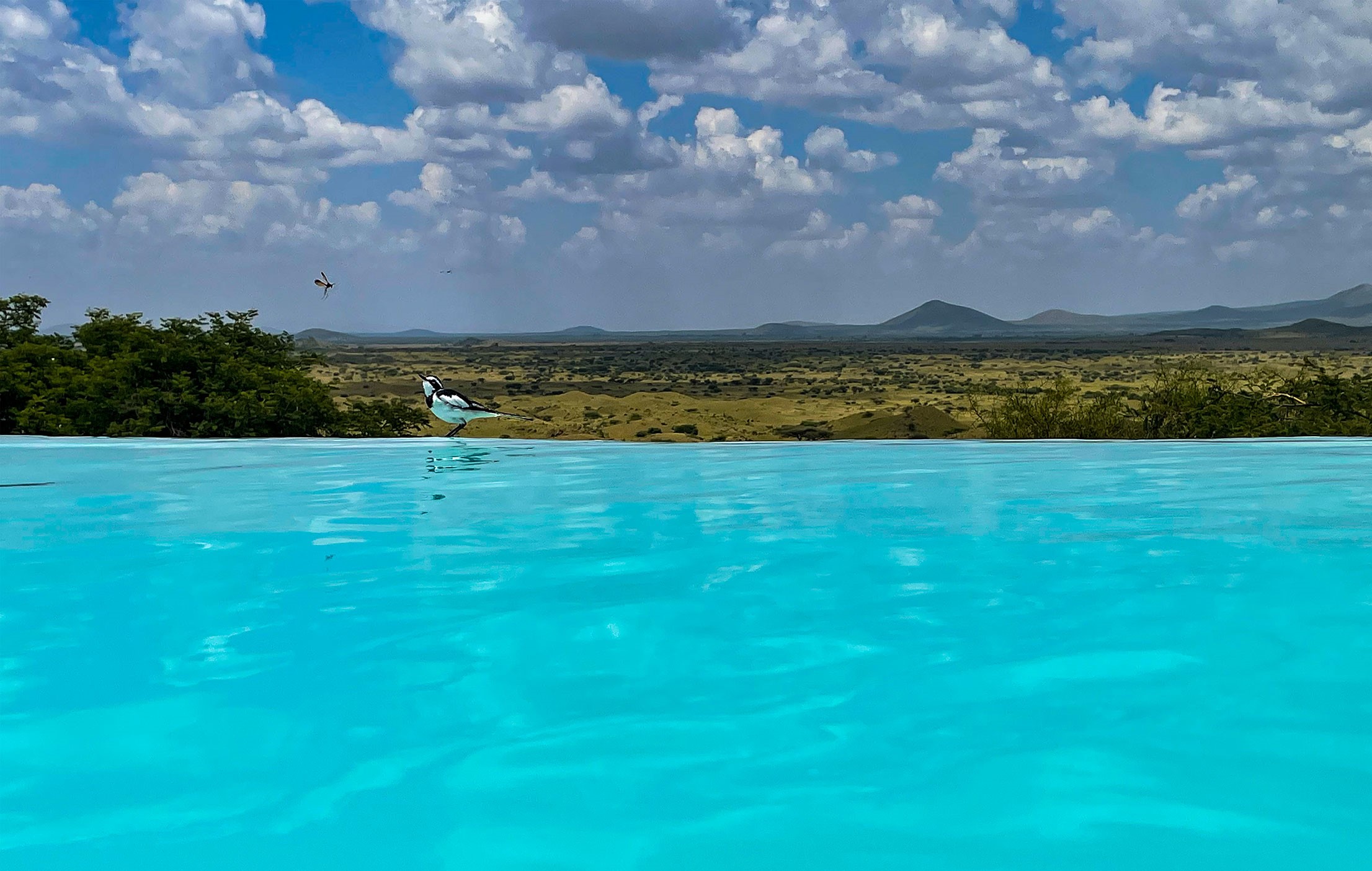 Safaris Mate Tanzania