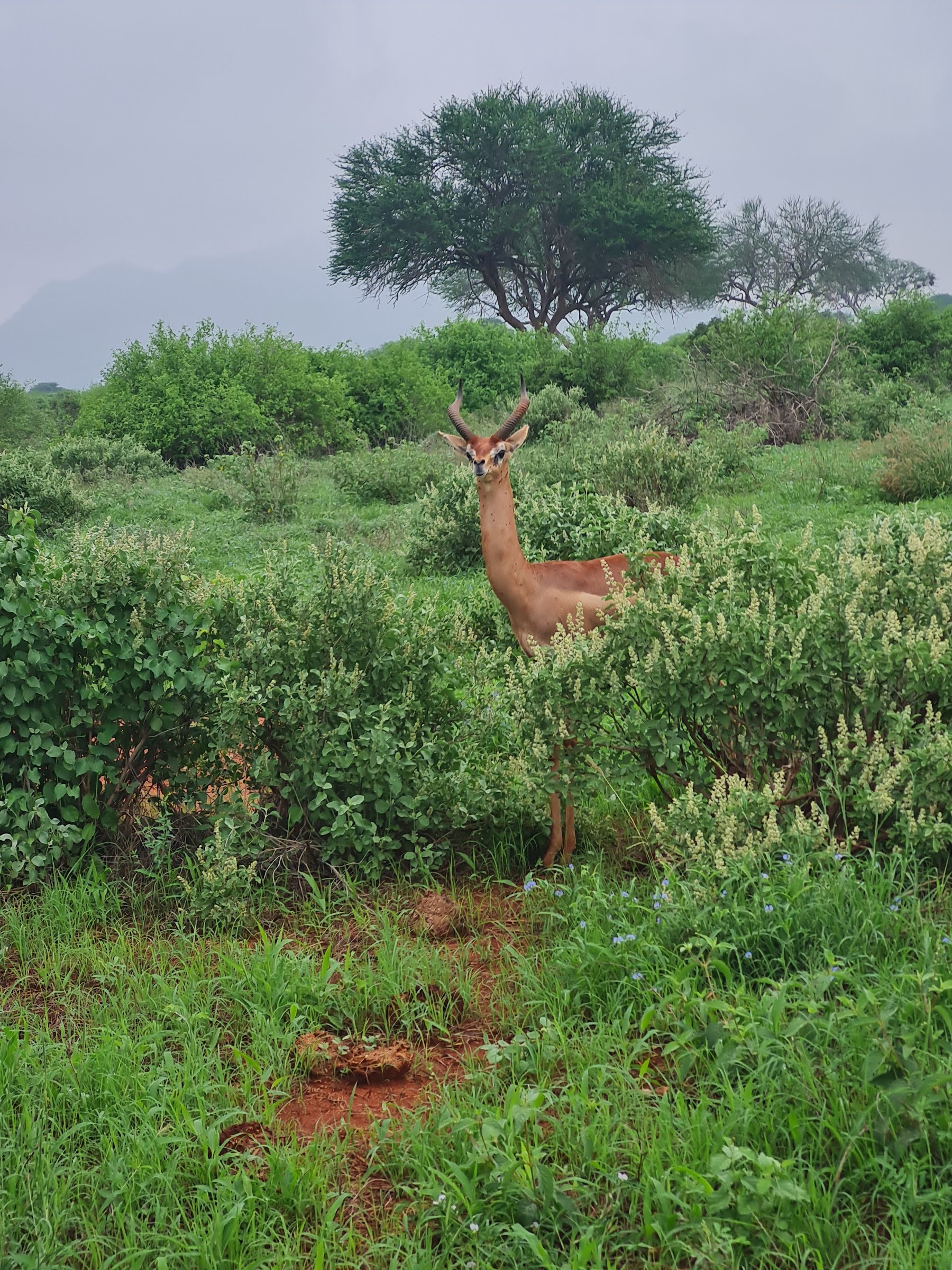 Boomtrail Tours and Travels.
