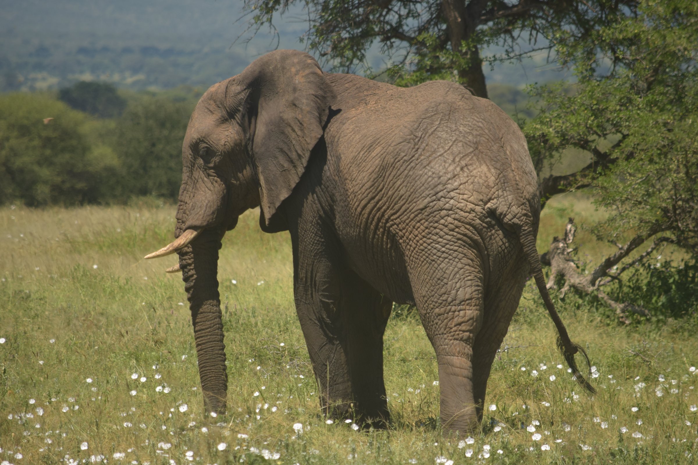 Africa's Wild Wonders