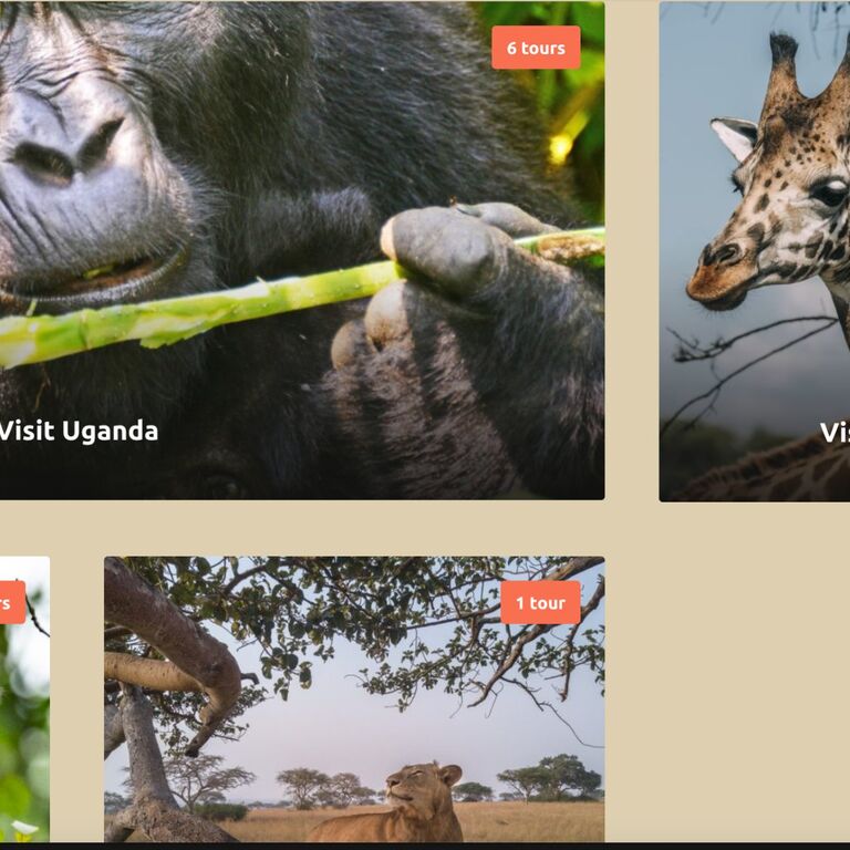 Cobs Safaris