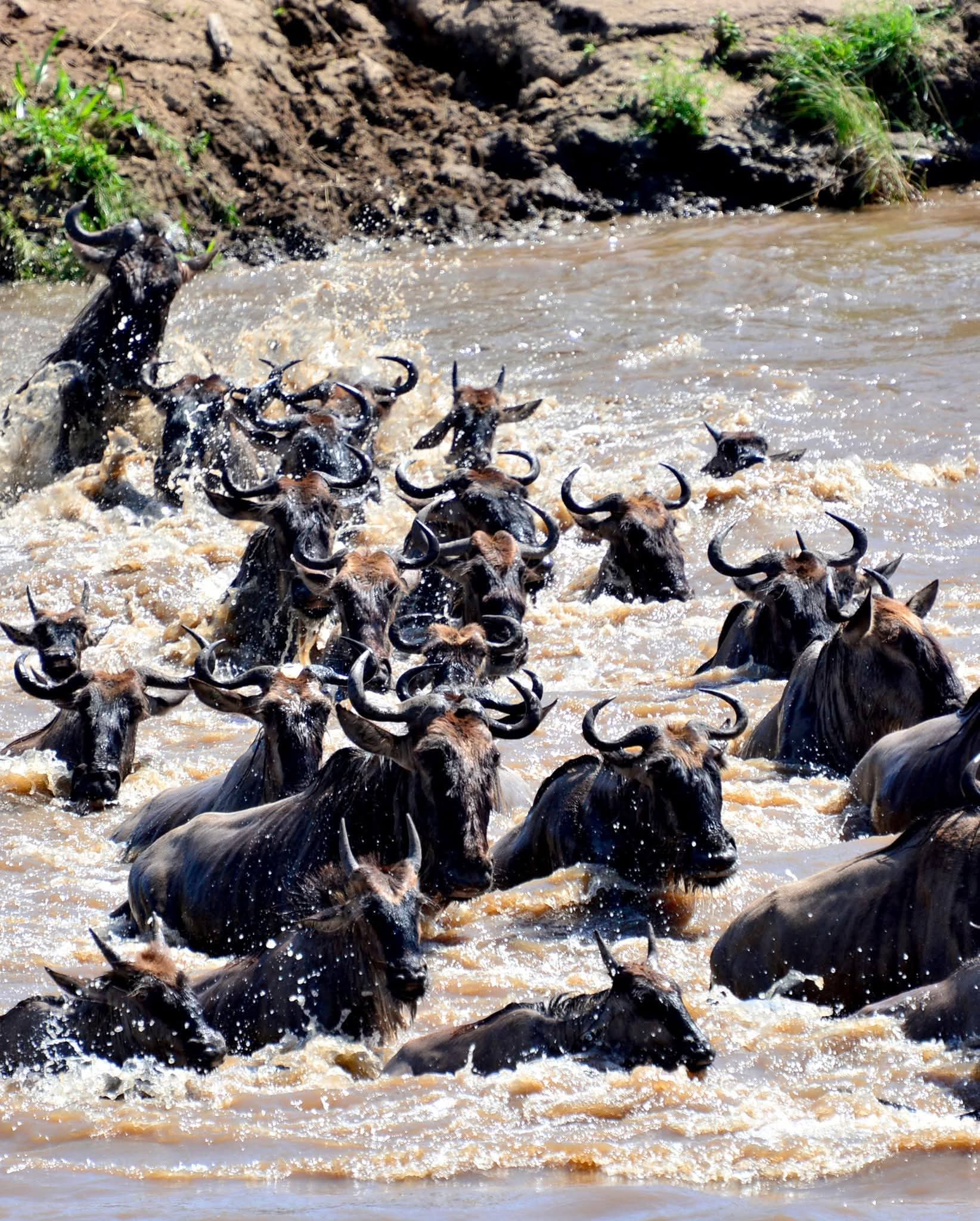 Safari Trackers Adventure