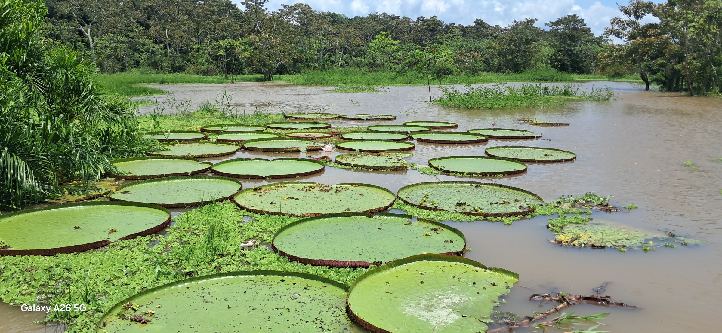 My Amazon Tours