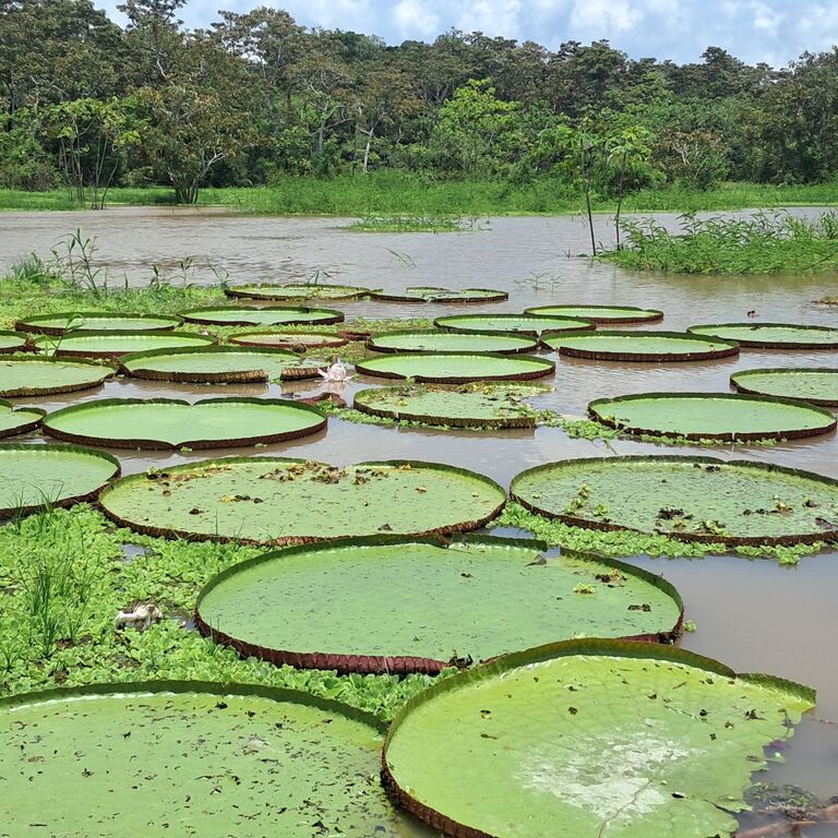 My Amazon Tours