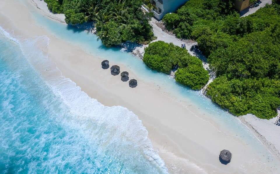 Sandy Blooms