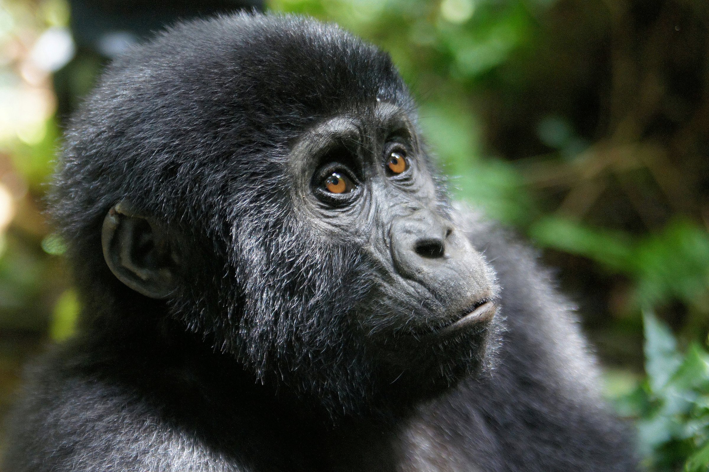 somarah safaris