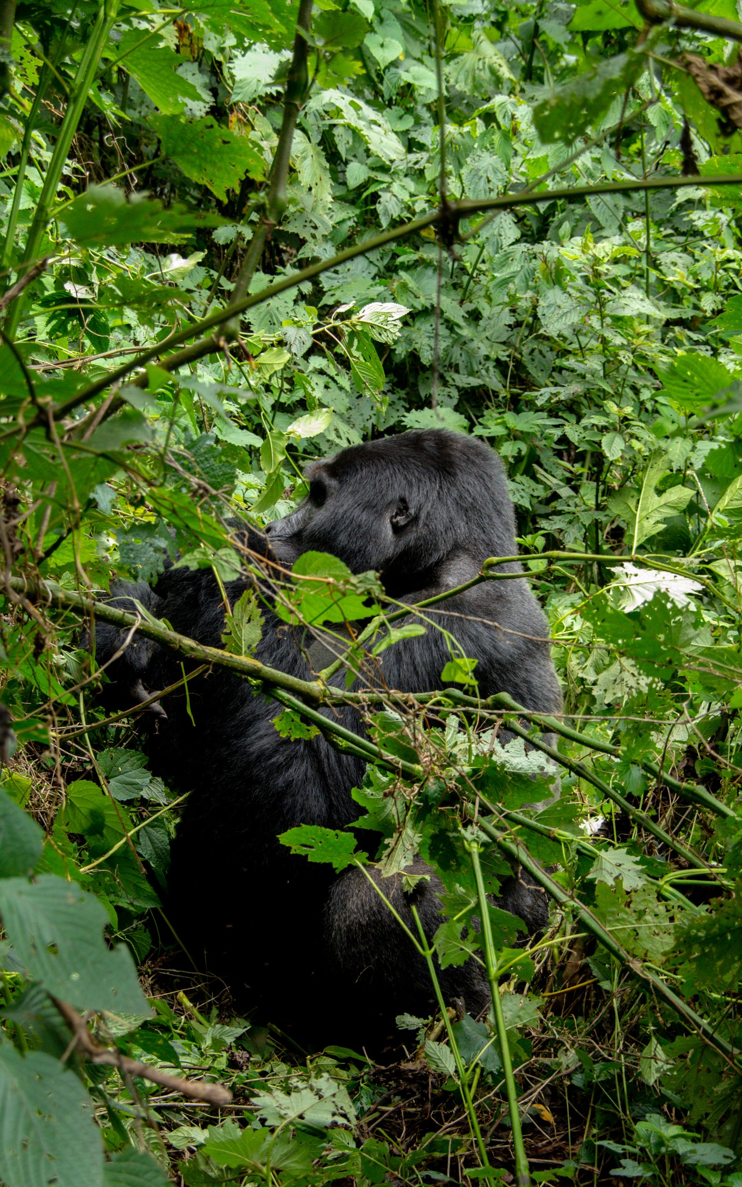 somarah safaris