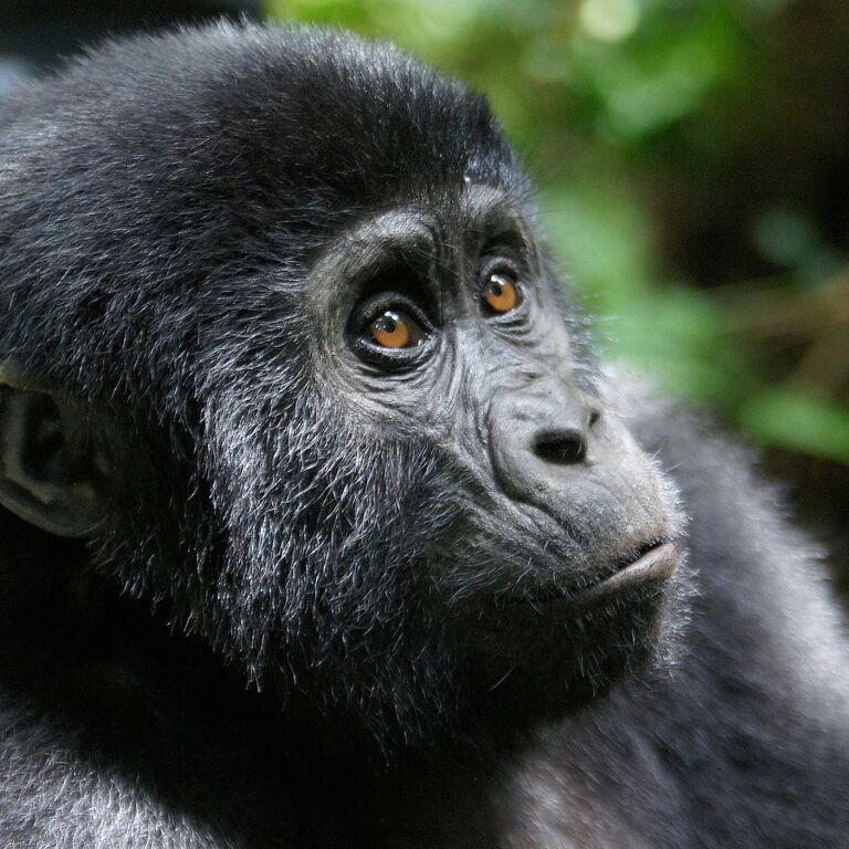 somarah safaris