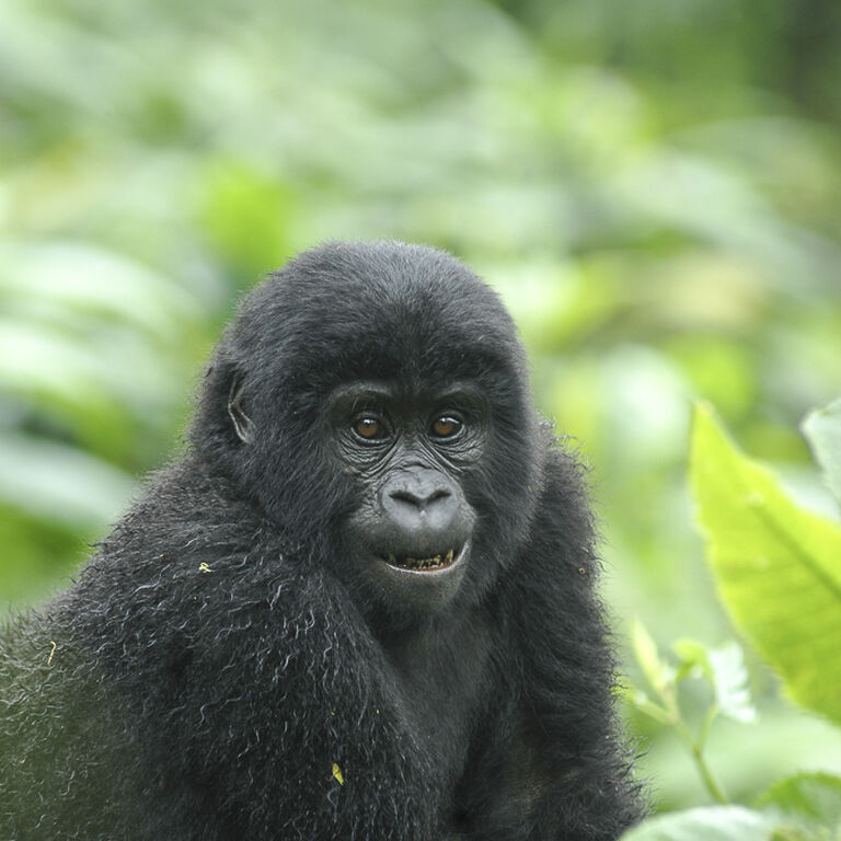 somarah safaris
