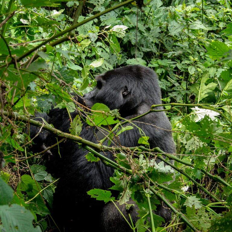 somarah safaris