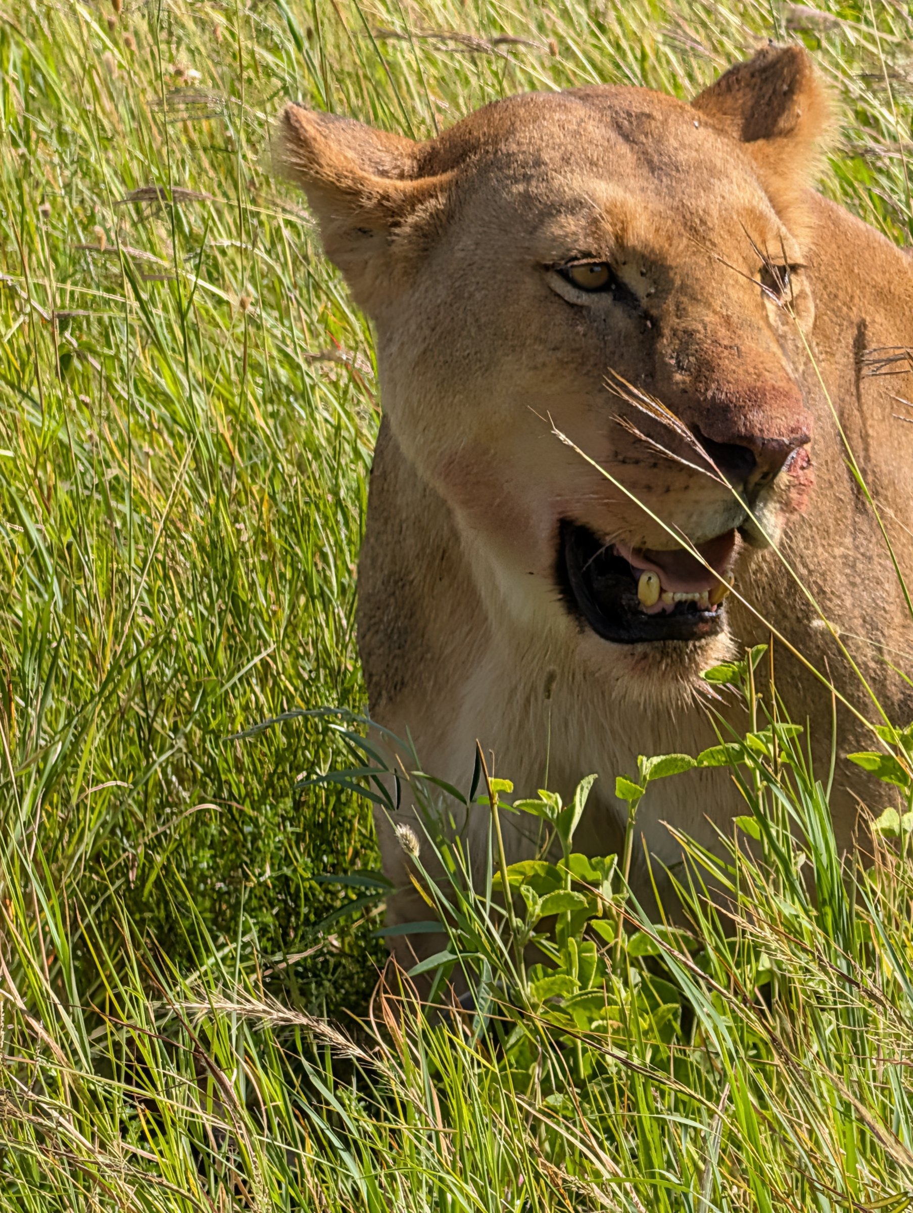 Spirit Of Tanzania Safaris