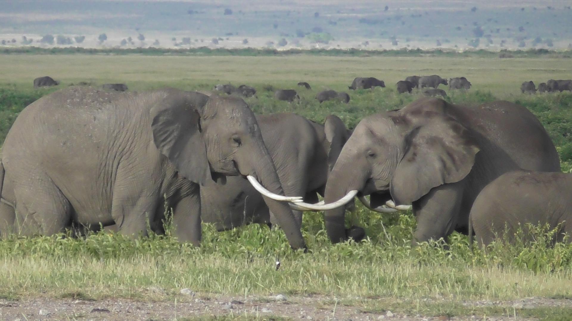 Safari Workshop Adventures