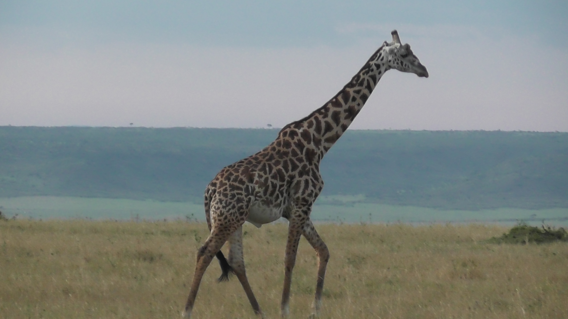 Safari Workshop Adventures