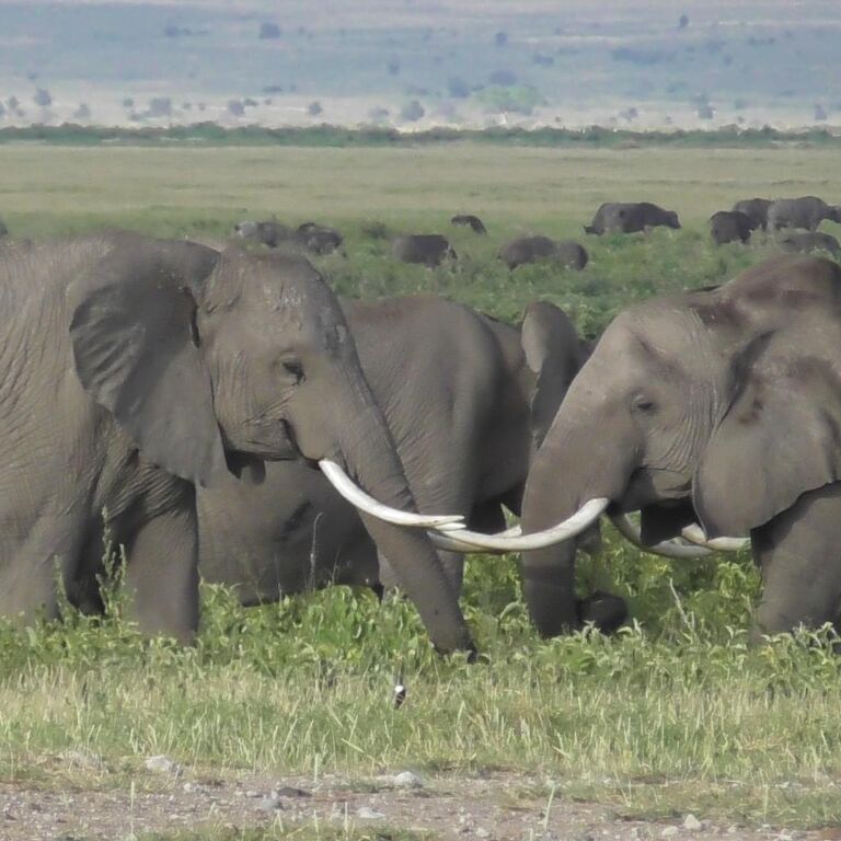Safari Workshop Adventures