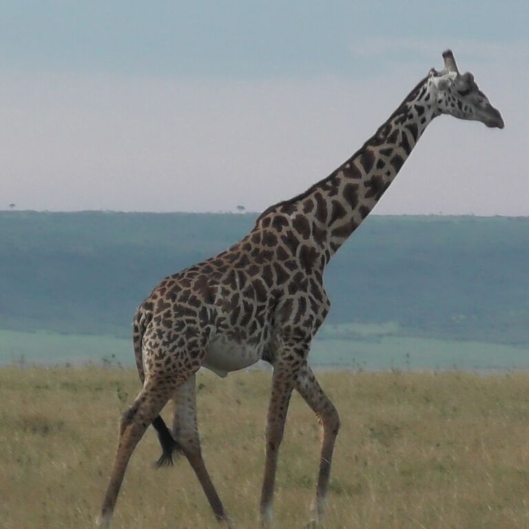 Safari Workshop Adventures