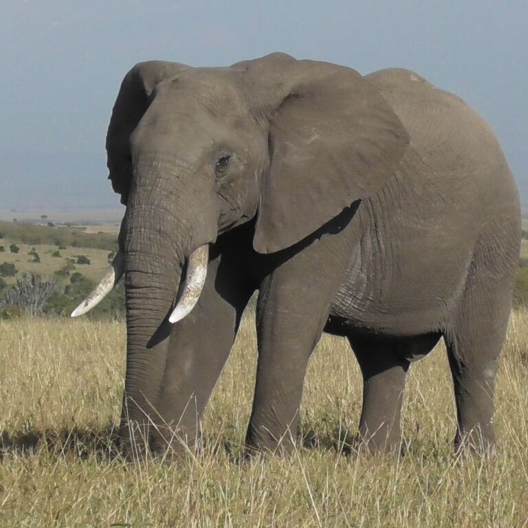 Safari Workshop Adventures