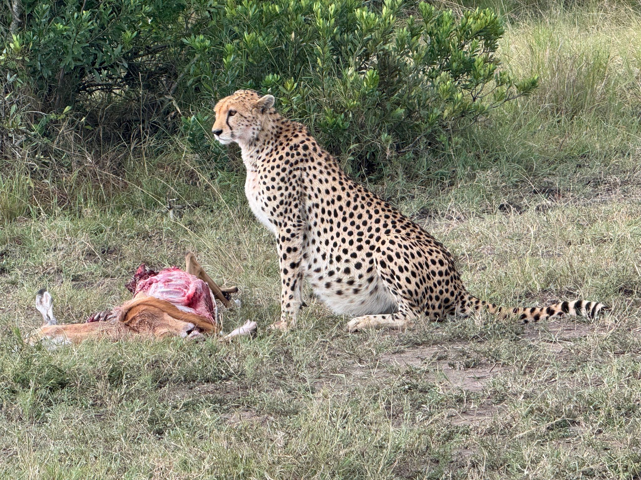 Bushfire Africa safaris