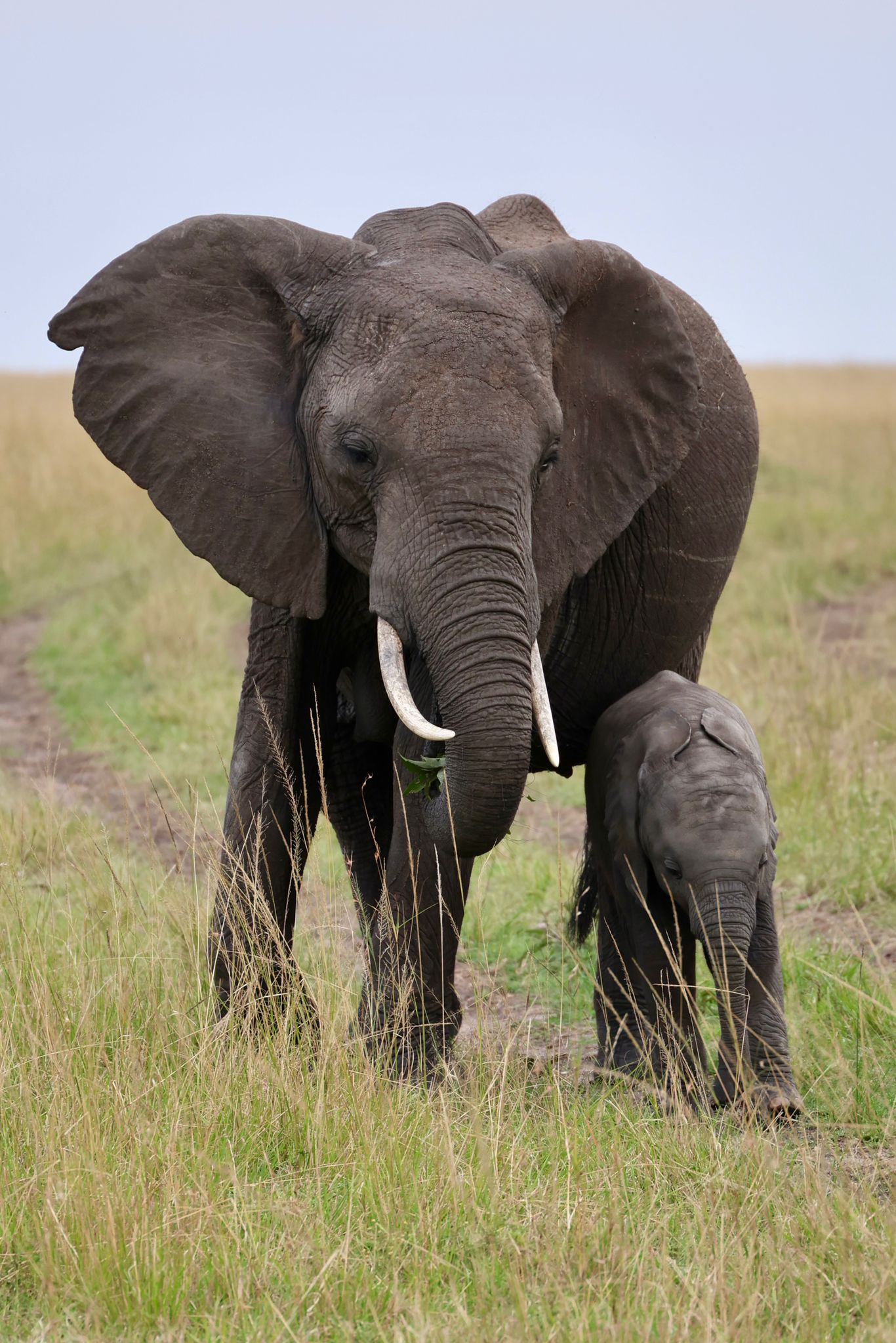 Bushfire Africa safaris