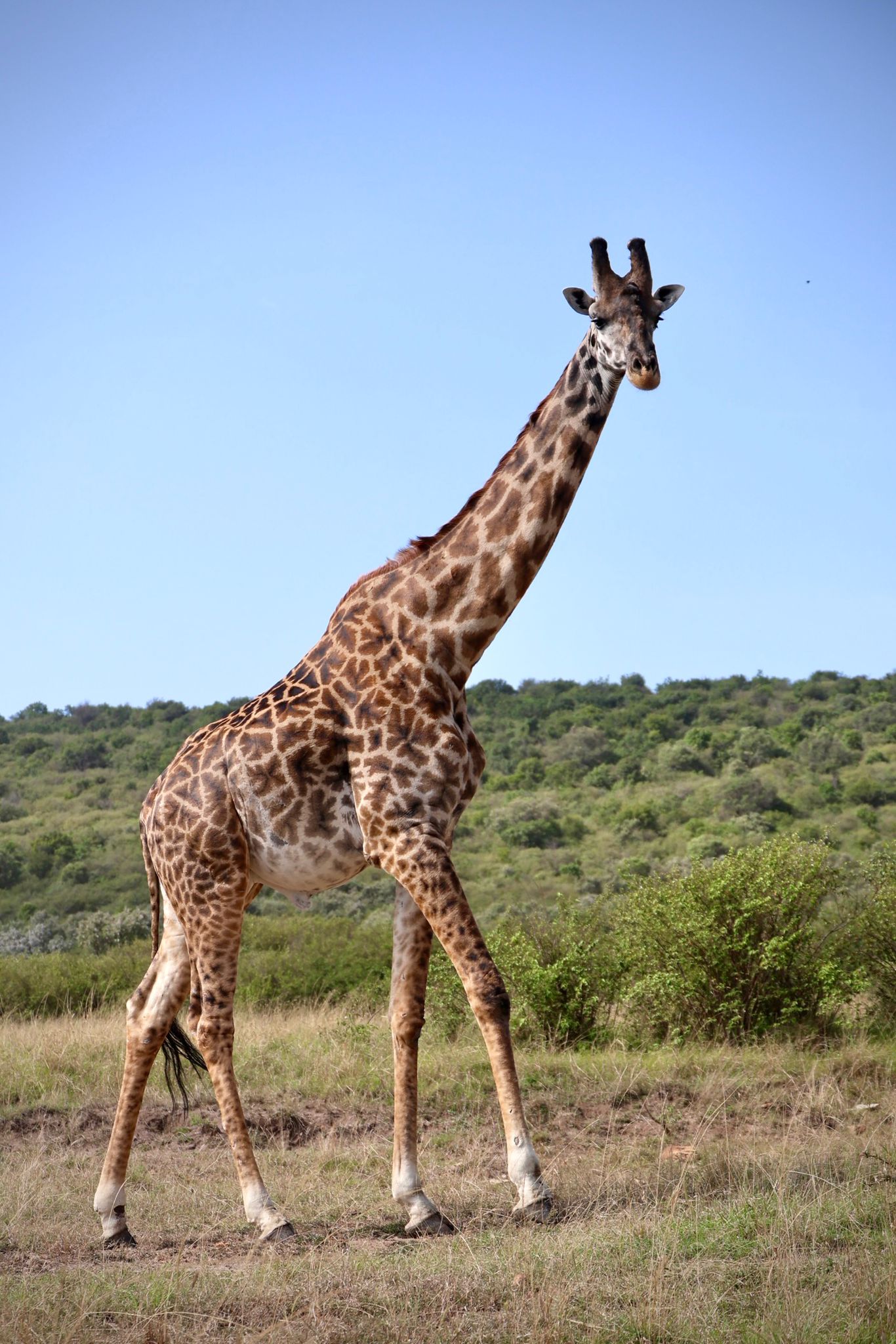 Bushfire Africa safaris