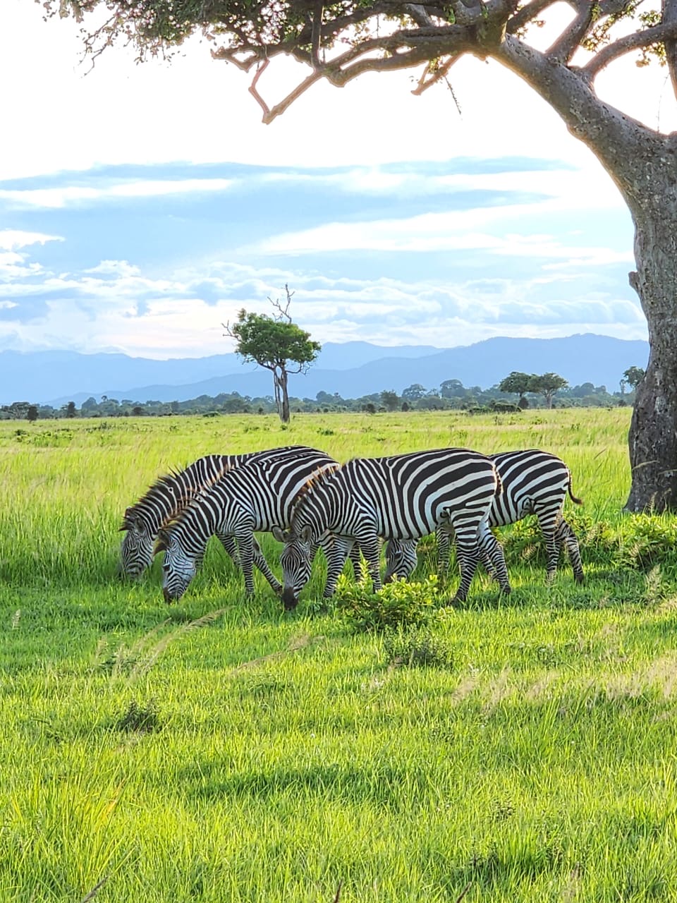 MDIGRII Tour and Safaris