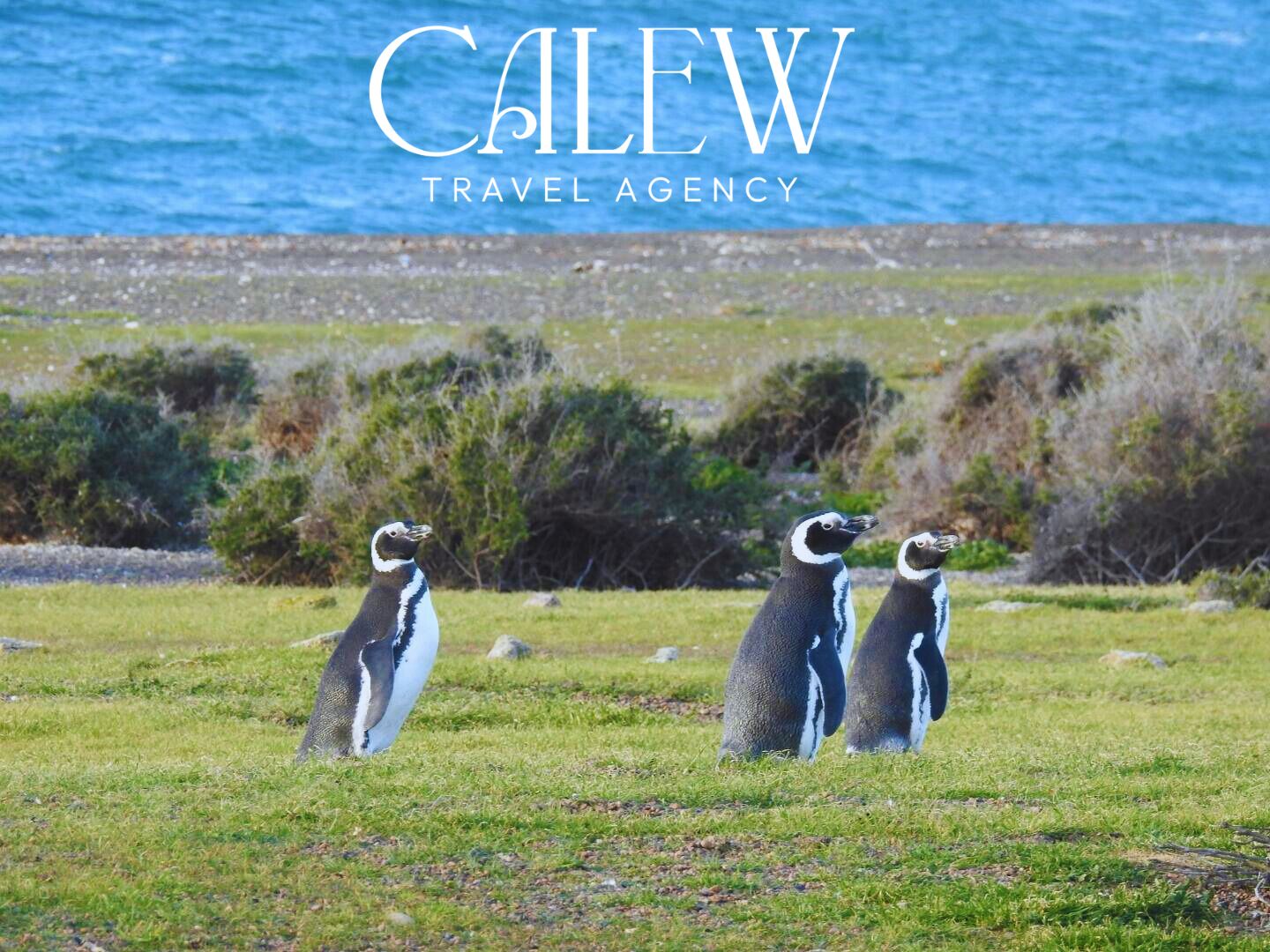 Calew Travel