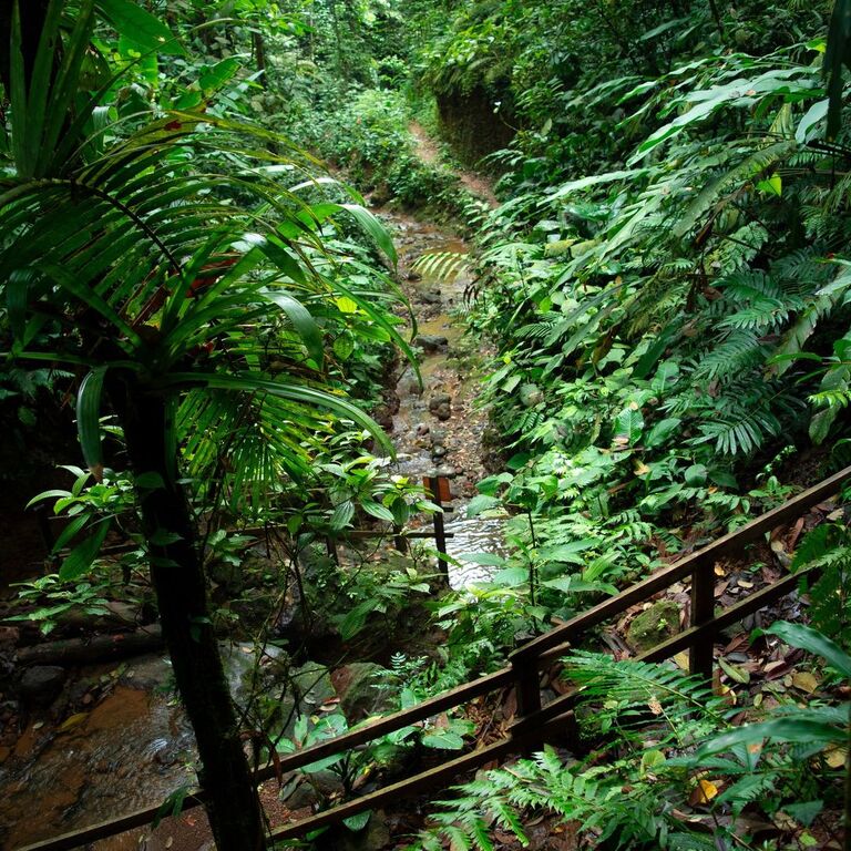 El Bosque de Tío Victor