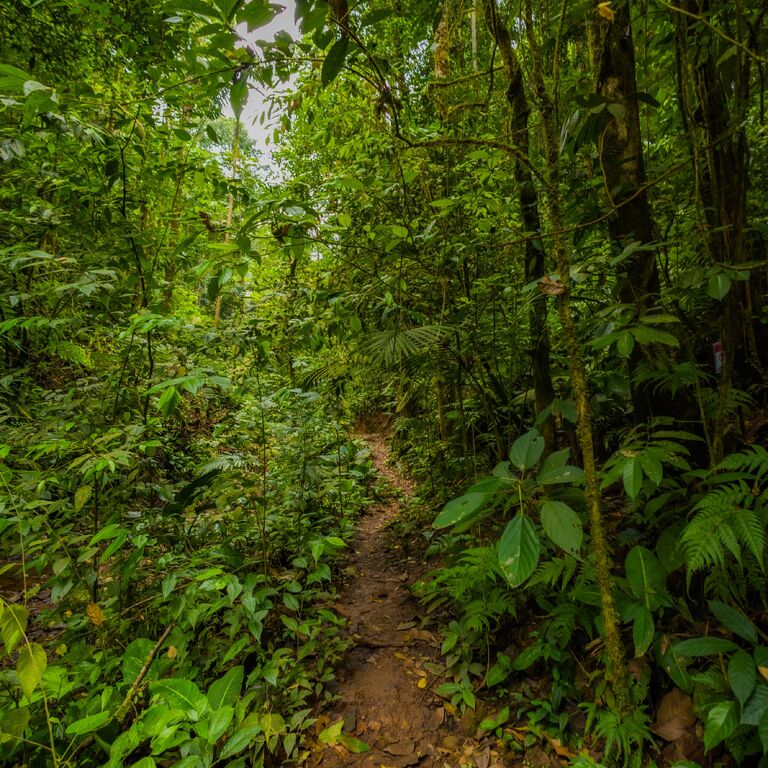 El Bosque de Tío Victor