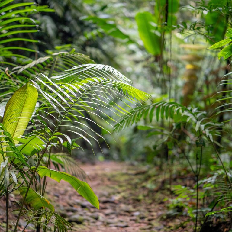 El Bosque de Tío Victor