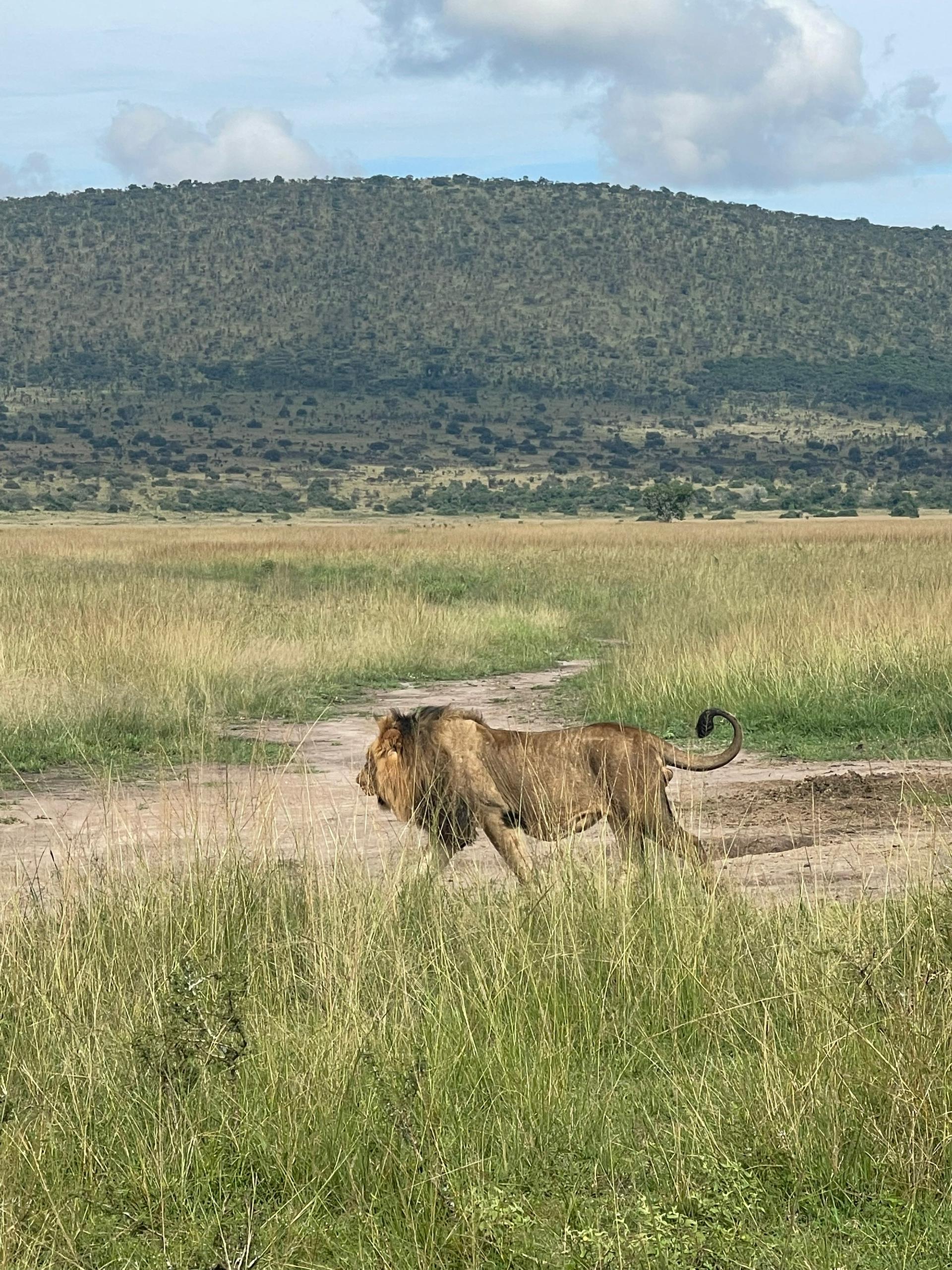 Marena Safaris