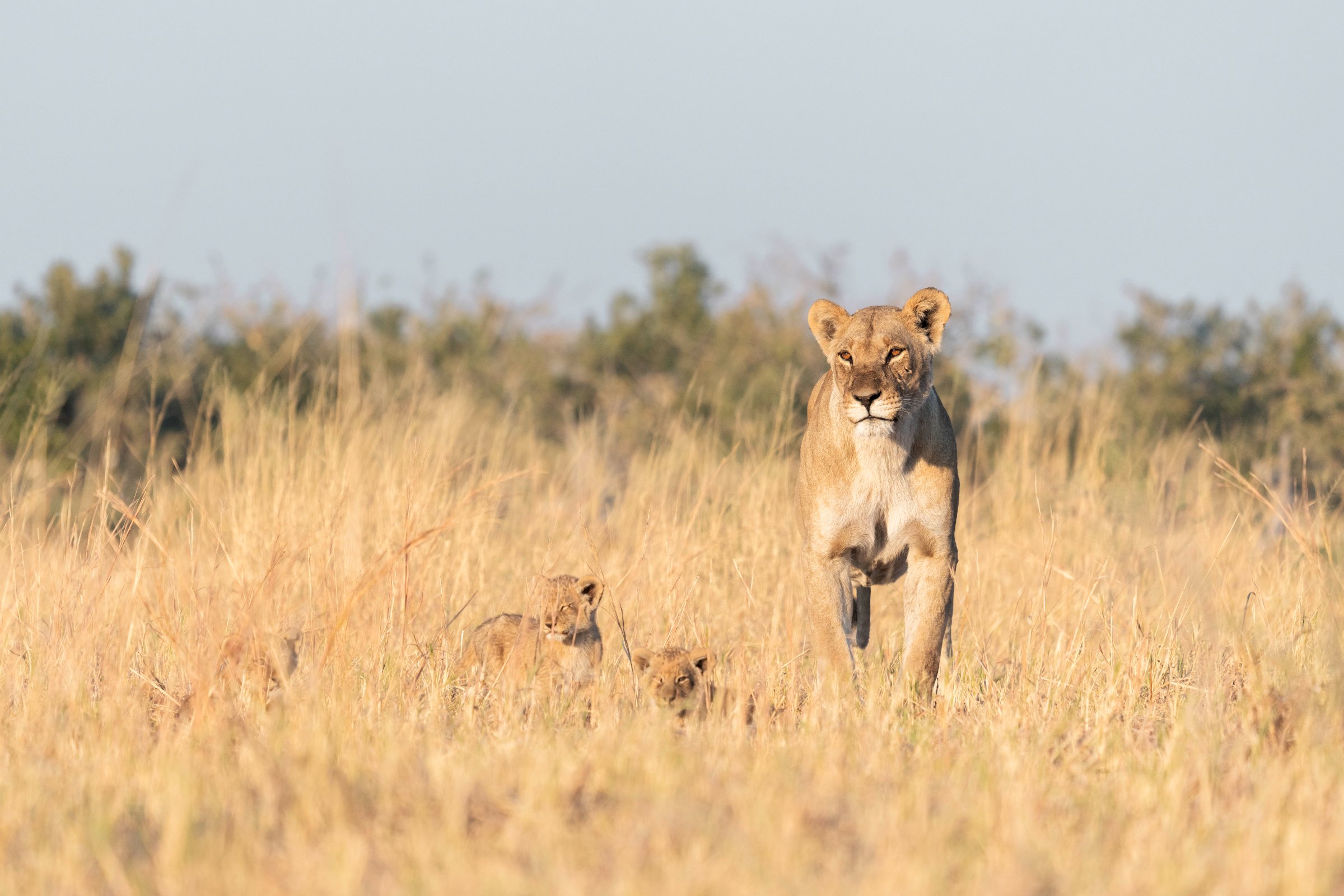 Savute Safari
