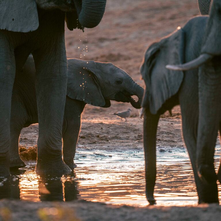 Savute Safari