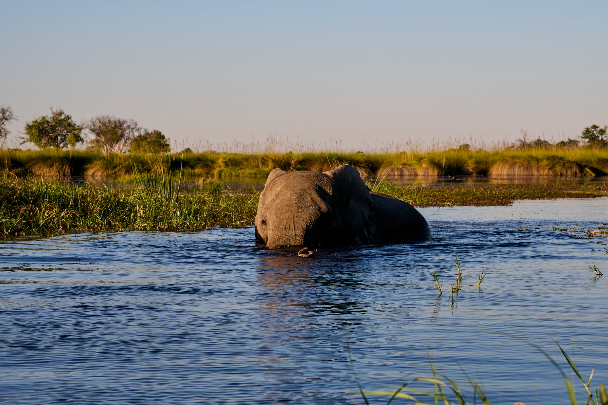 Moremi Game Reserve