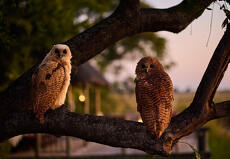 Moremi Game Reserve
