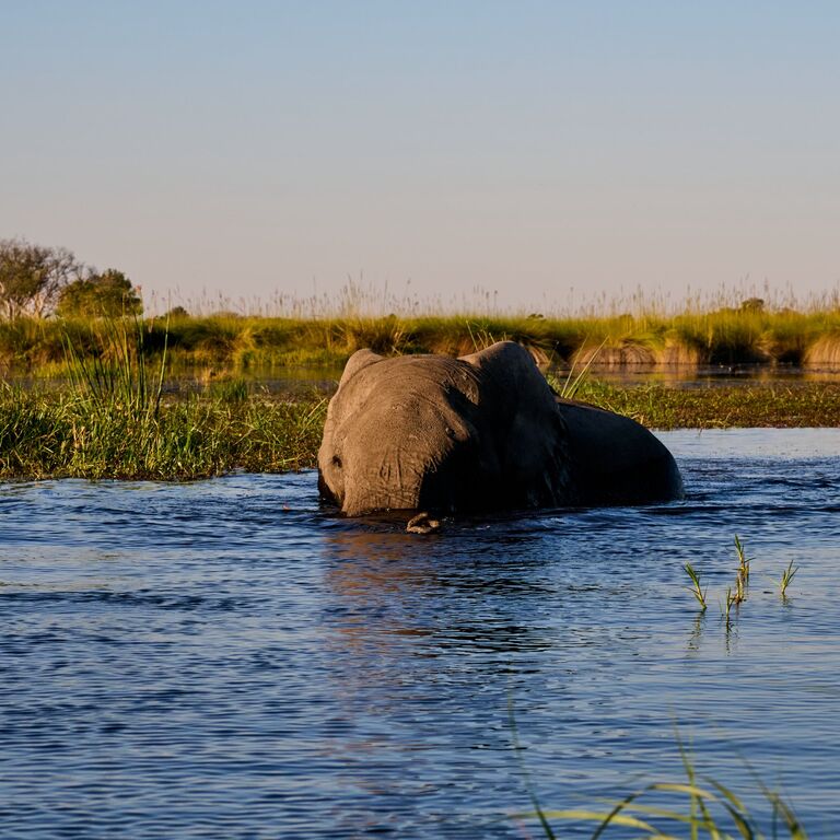Moremi Game Reserve