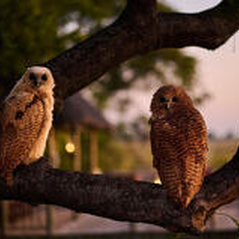Moremi Game Reserve