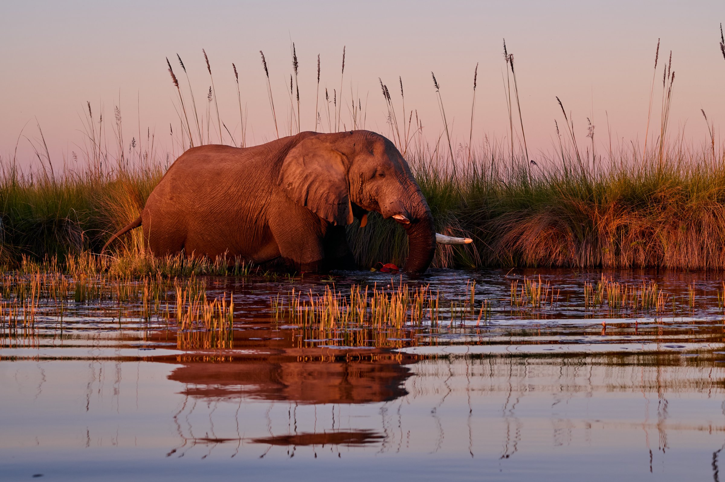 7 Nights Maun/Kasane