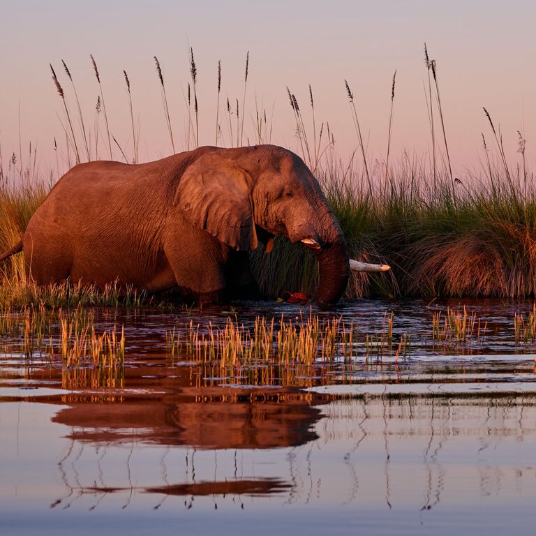 7 Nights Maun/Kasane