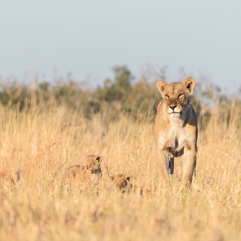 7 Nights Maun/Kasane