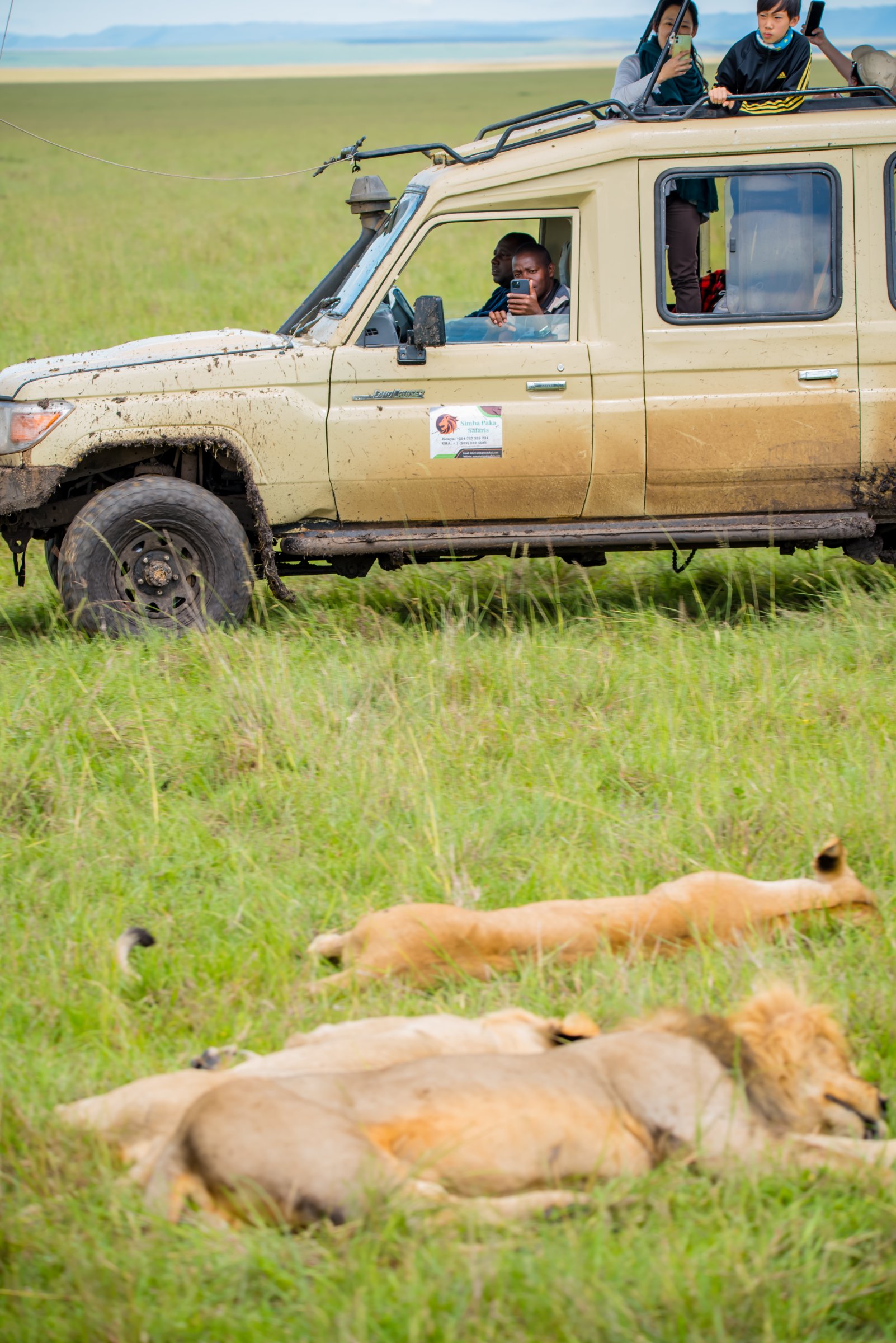 Simba Paka Safaris