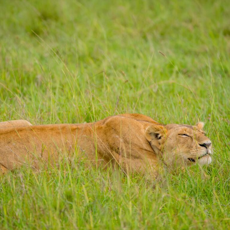 Simba Paka Safaris