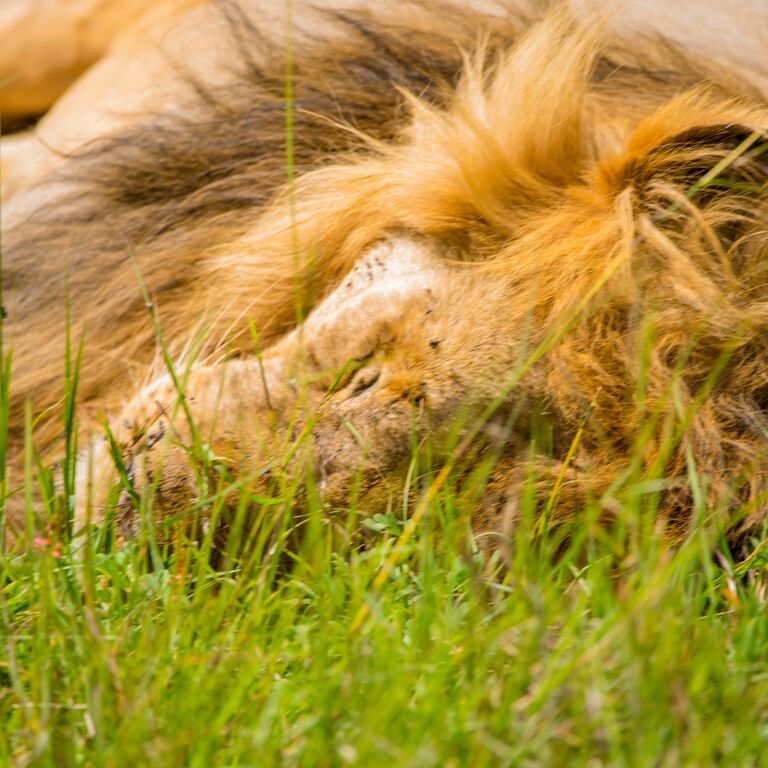 Simba Paka Safaris