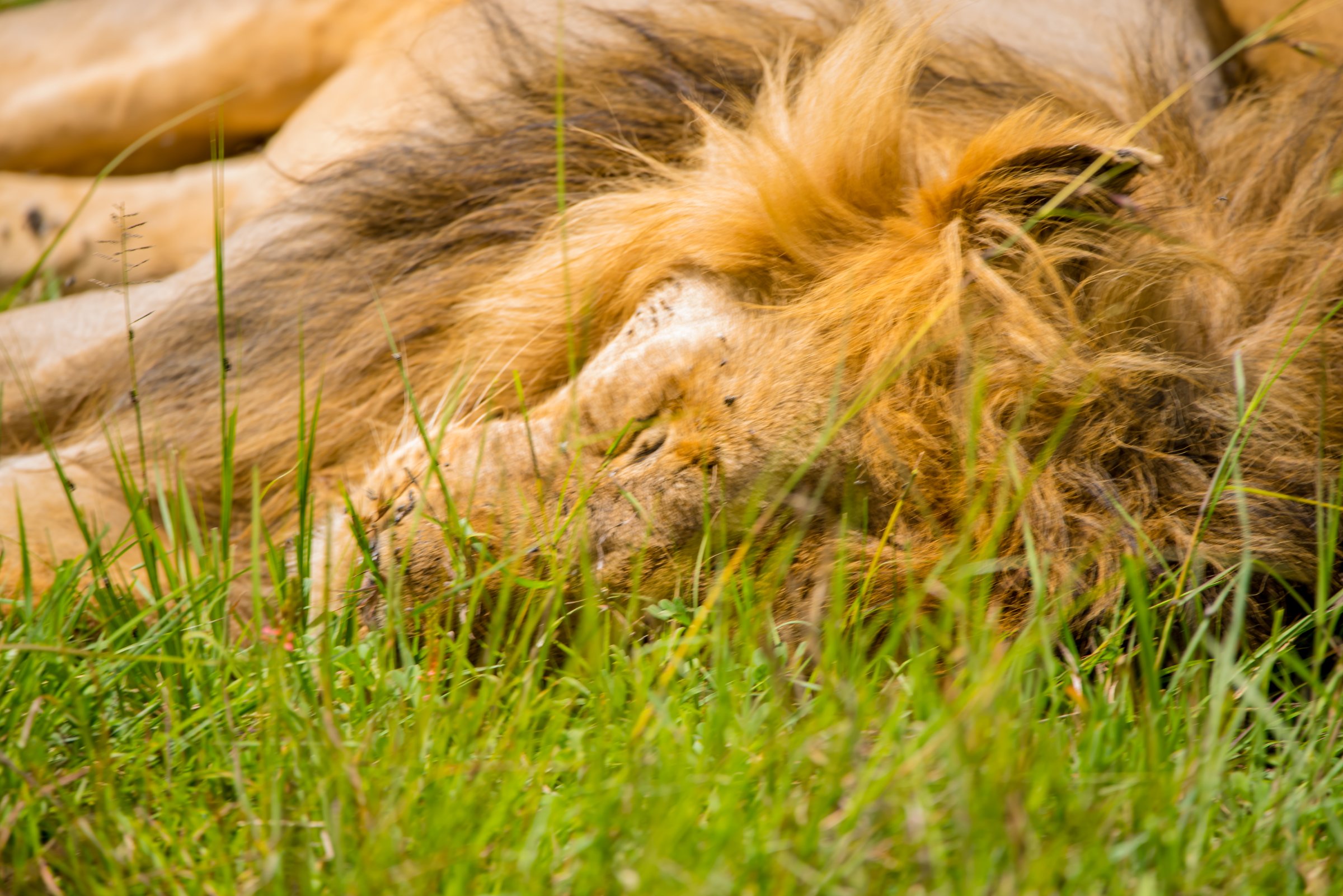 Simba Paka Safaris