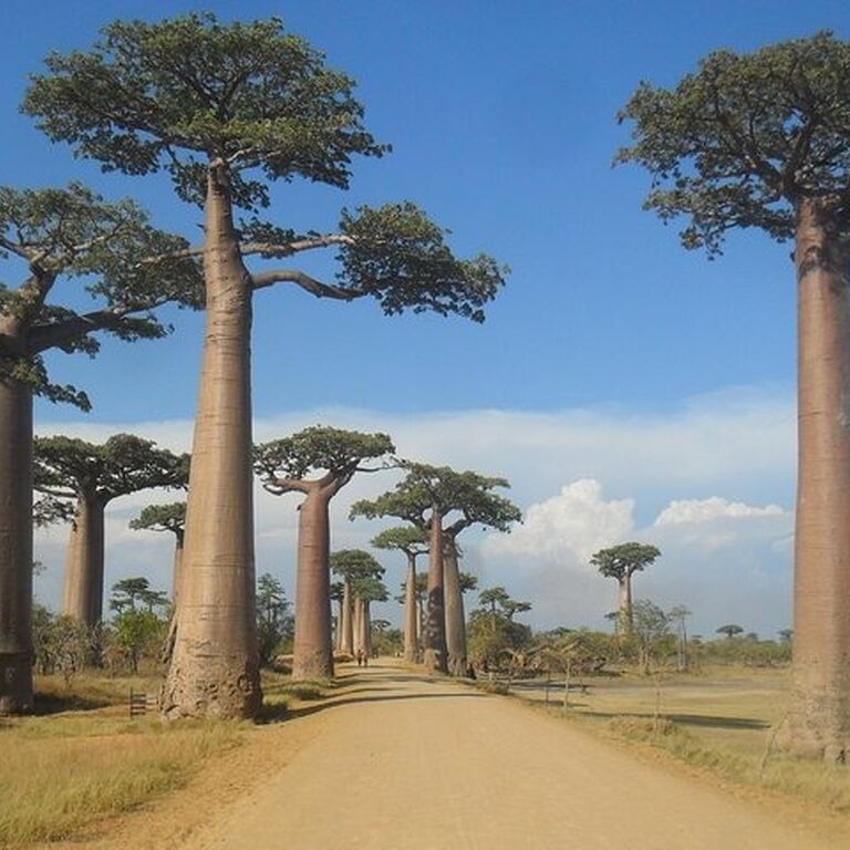Escale Voyages Madagascar