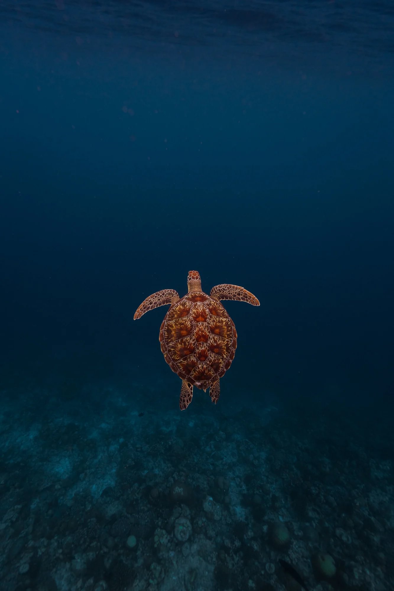 DiveOceanus