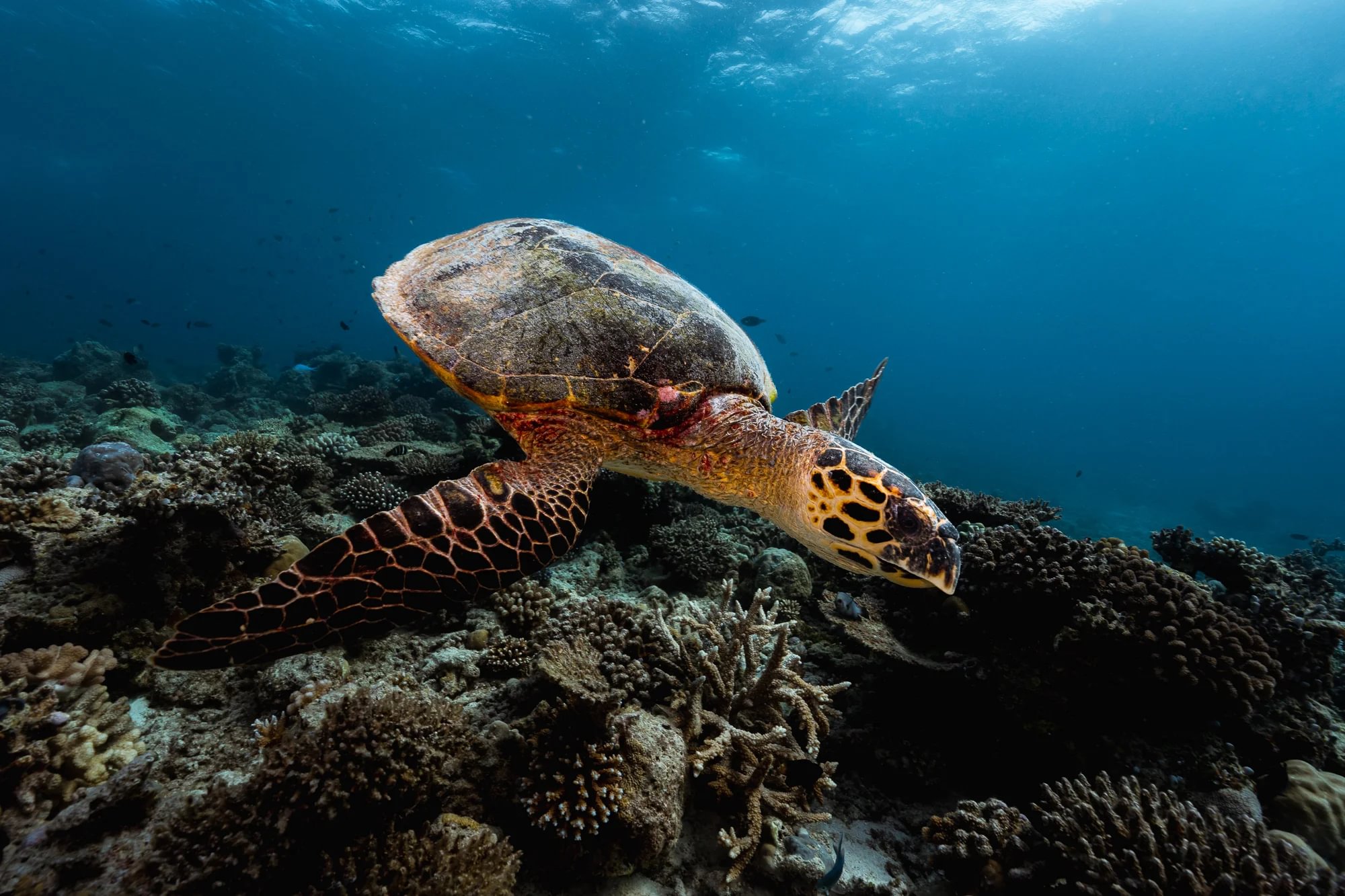 DiveOceanus
