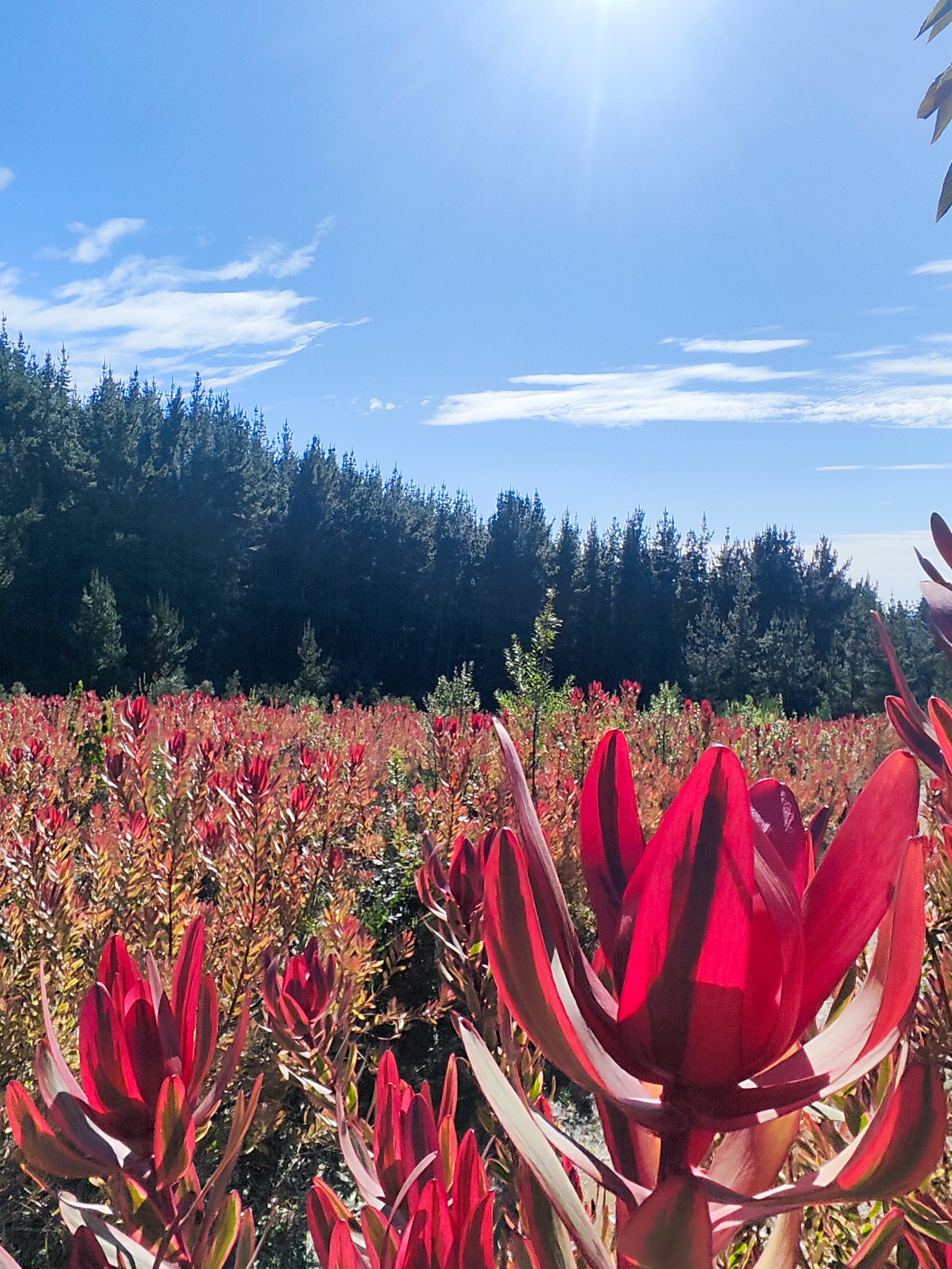 Paseos Proteas