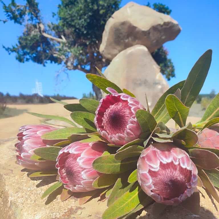 Paseos Proteas