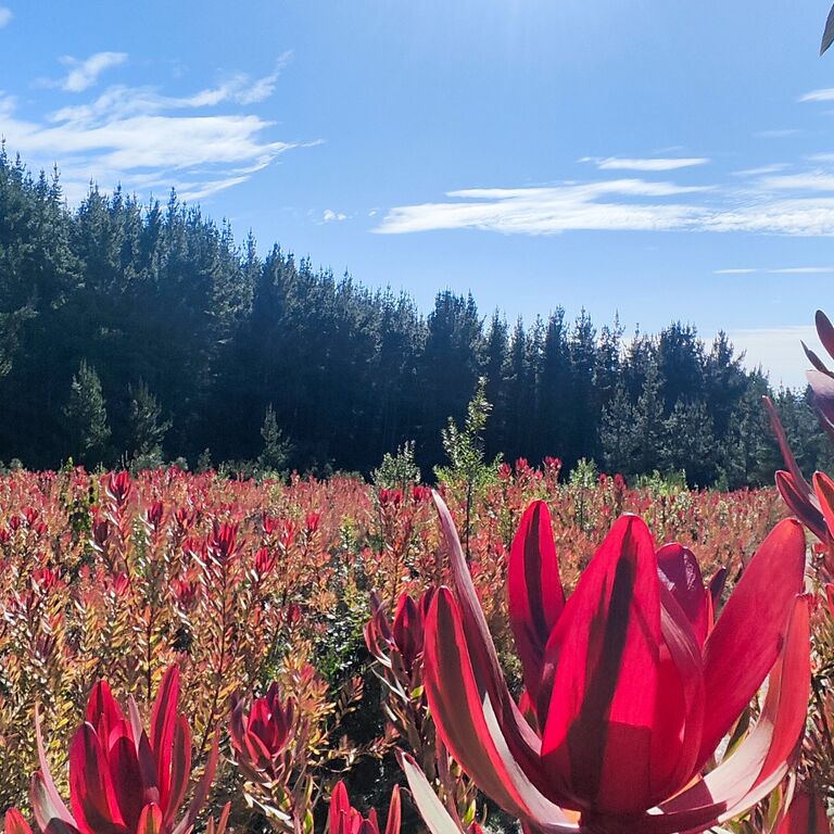 Paseos Proteas