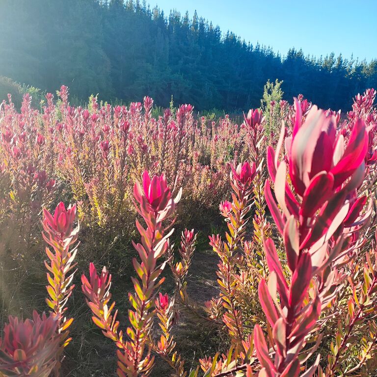 Paseos Proteas