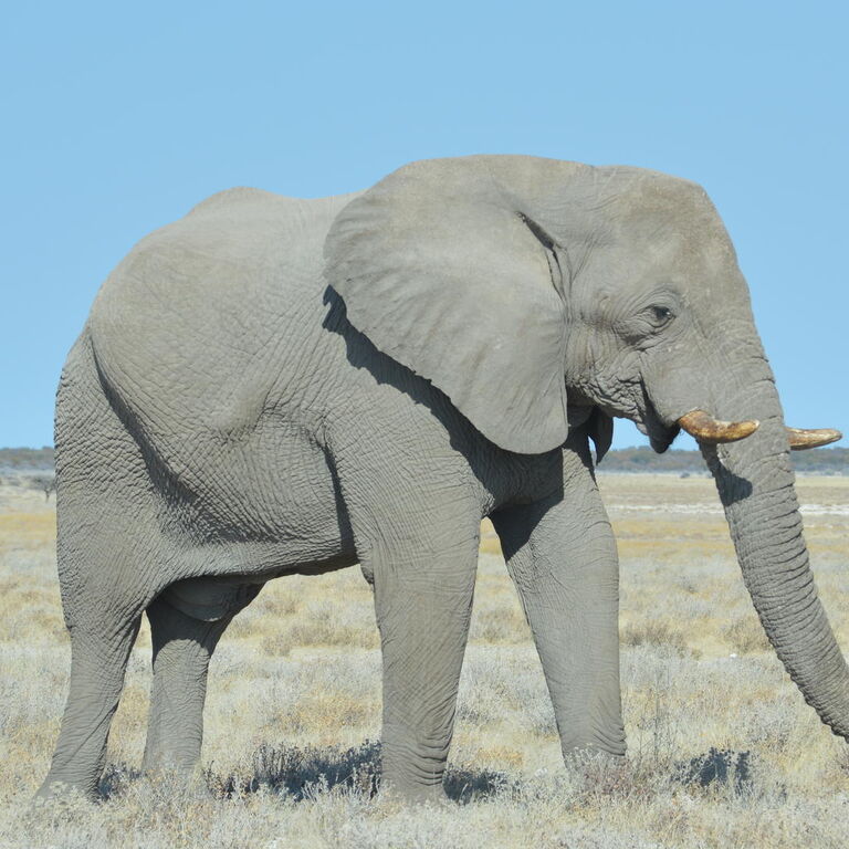 Jamiel Safaris