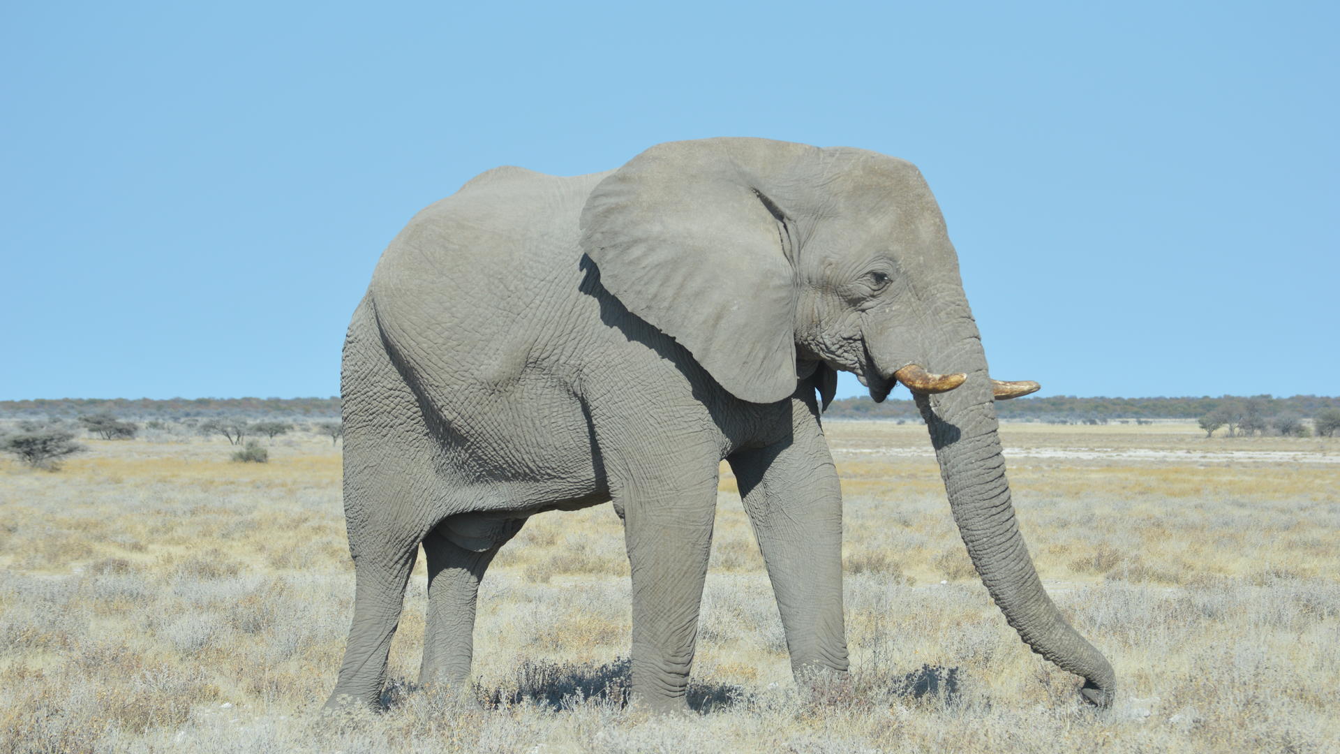 Jamiel Safaris